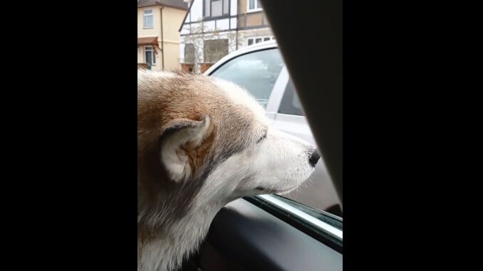 Elderly dog may be too old to run but enjoys windy car rides. Watch cute video