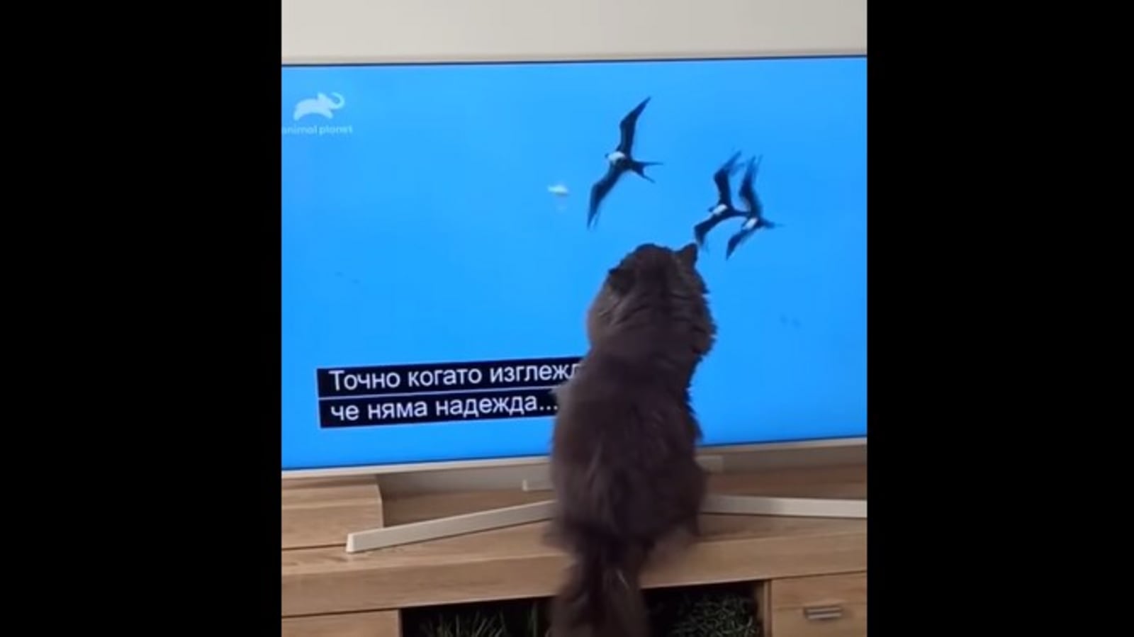 Surprised catto ‘catches’ birds on the television. Watch cute video