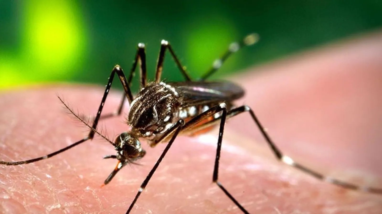 How Covid restrictions led to drastic fall in dengue cases in 2020; Lancet study offers insights