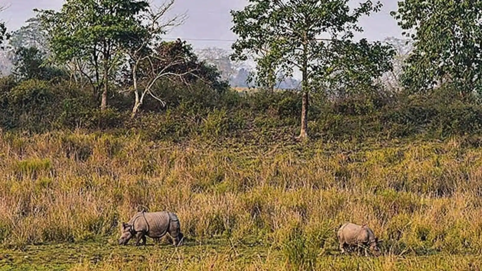 Assam’s Kaziranga National Park sees surge in tourist footfall
