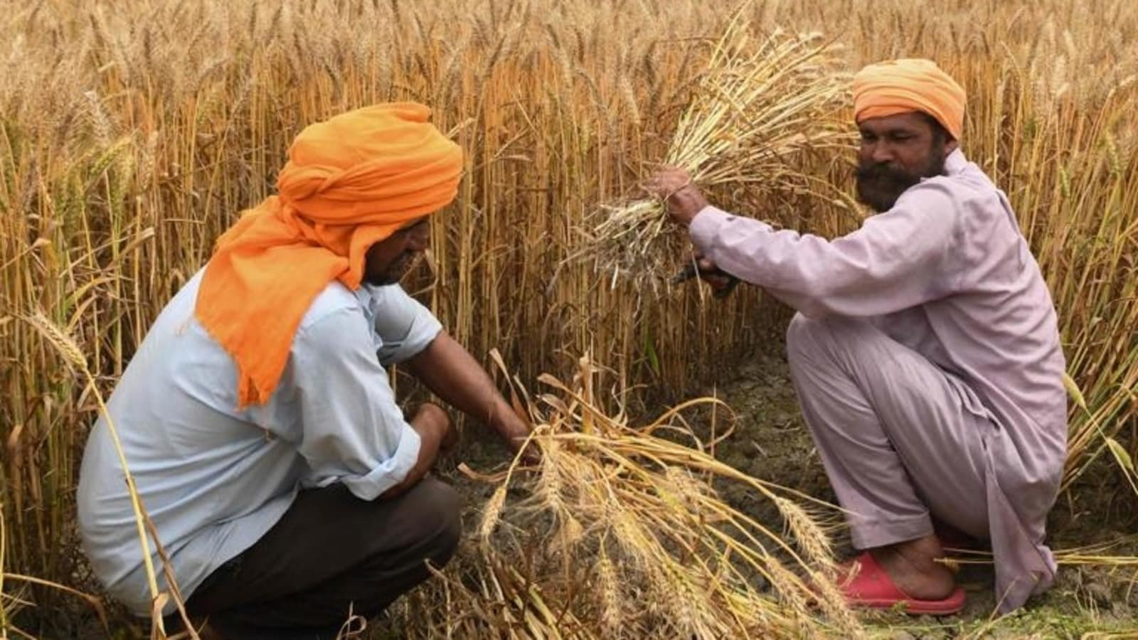 Amid surge in global prices, India signs deals to export 500,000 tonnes of wheat