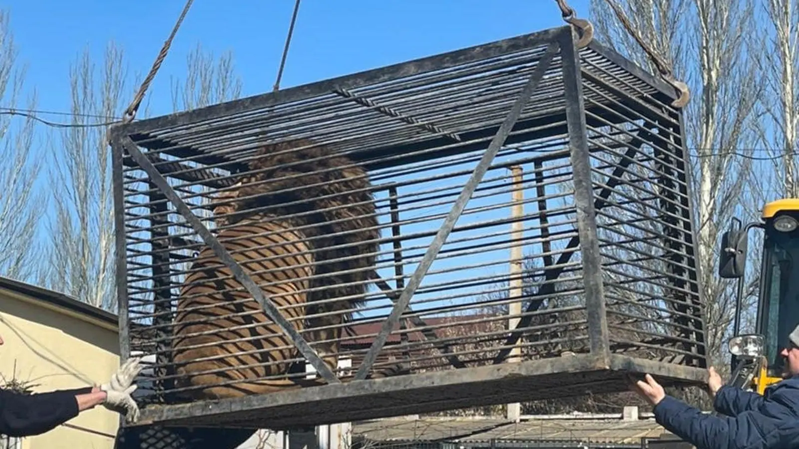 British man travels across Ukraine, evacuates lion and wolf from zoo