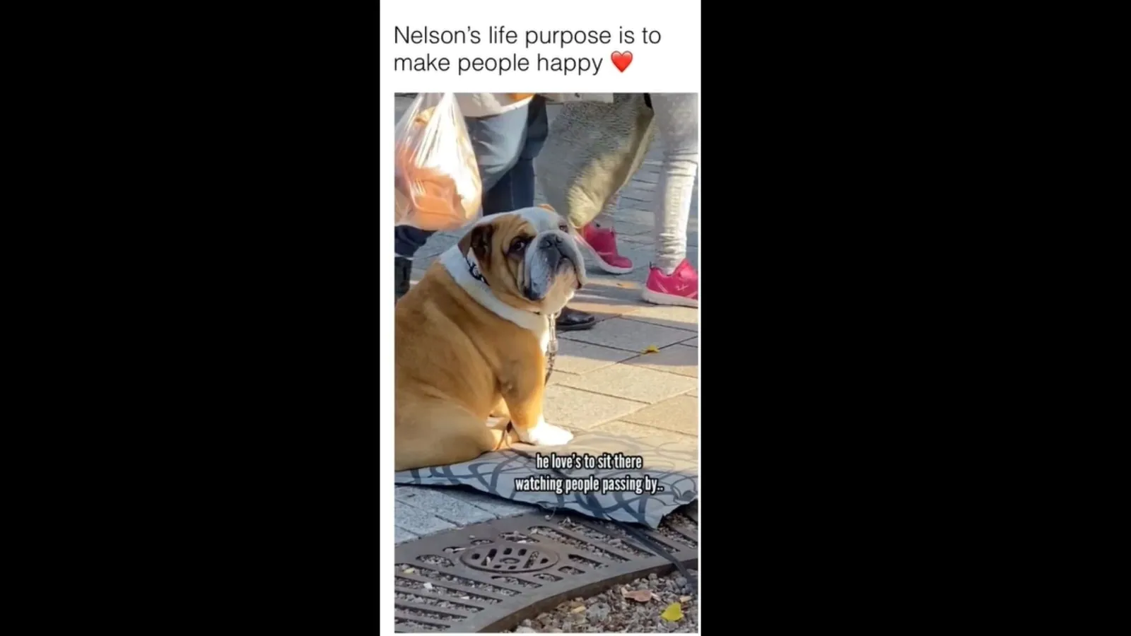 Dog loves to sit on sidewalk so strangers can pet him. Watch adorable video