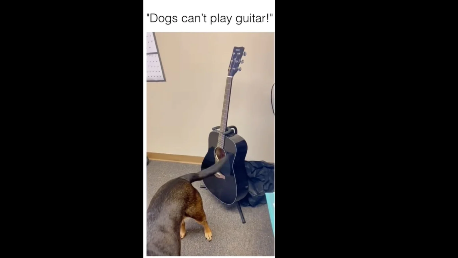 Dog plays the guitar with its tail in adorable video posted on Instagram