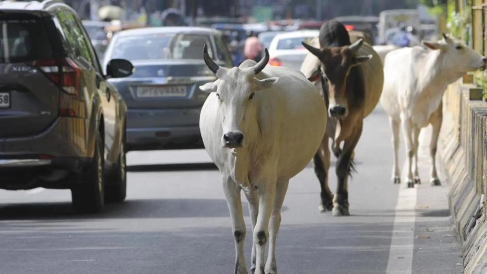 Gujarat assembly passes bill to regulate stray cattle in urban areas