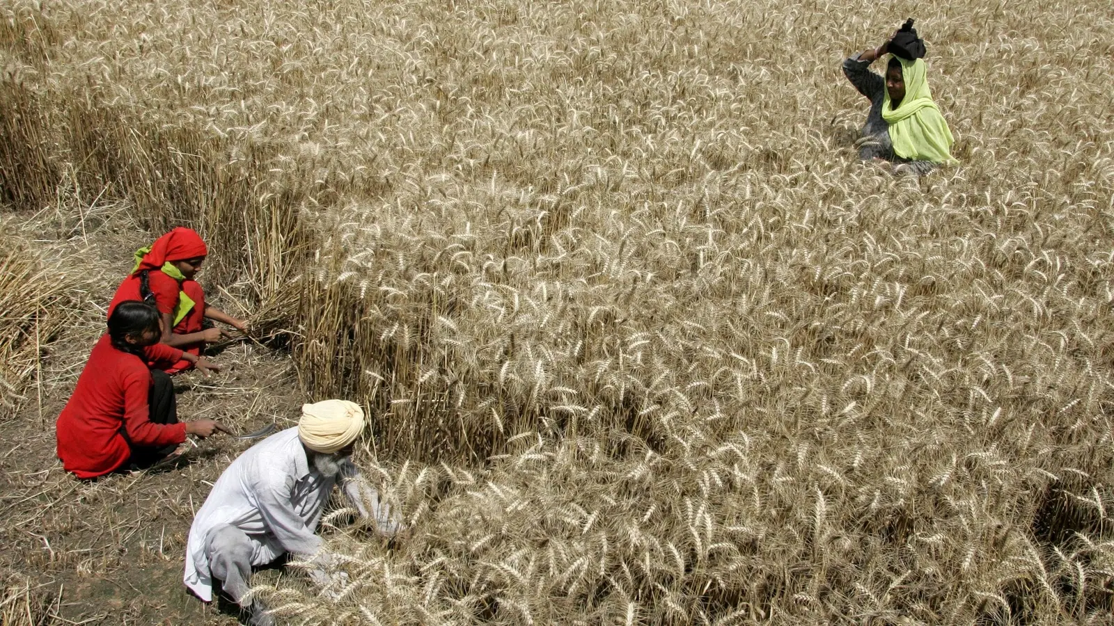 India acts to seize gap in wheat export market left by Ukraine war
