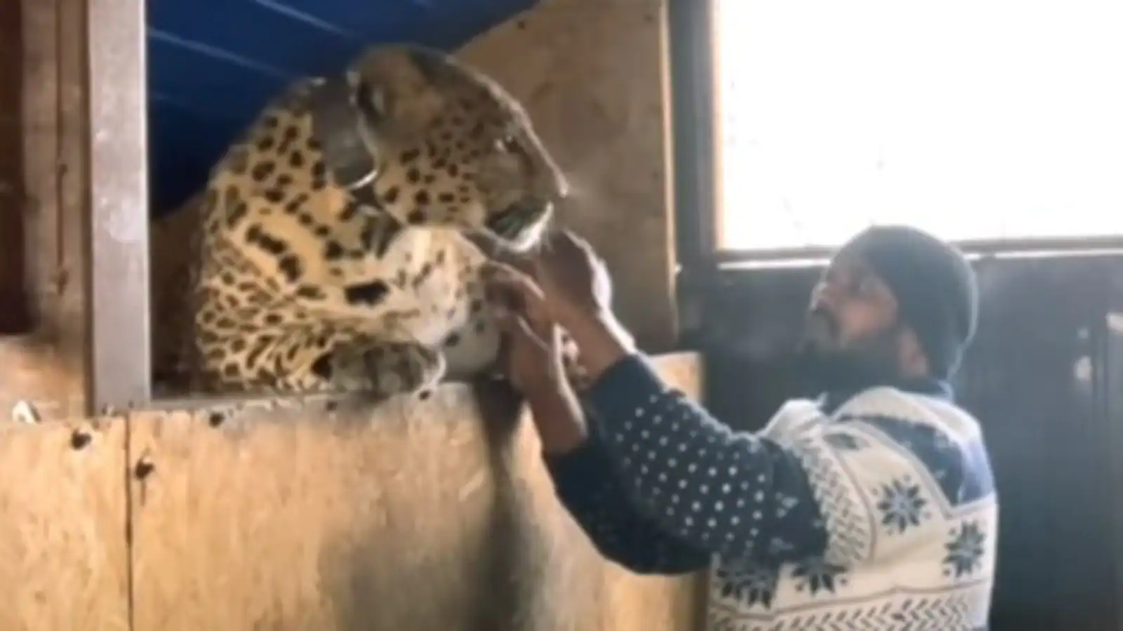 Indian doctor refuses to leave Ukraine without his pets. He has a jaguar and panther
