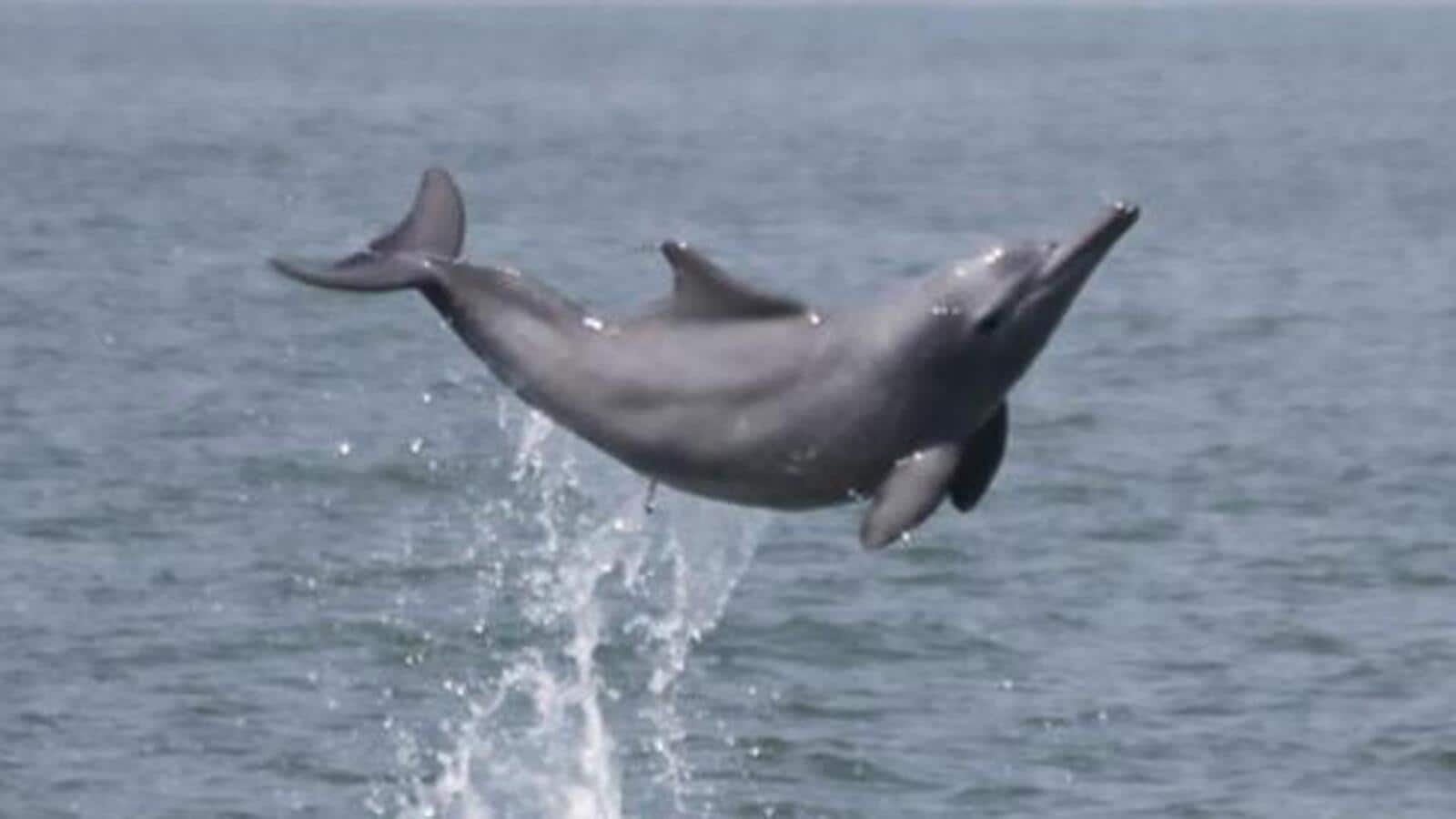 October 5 to be designated as National Dolphin Day