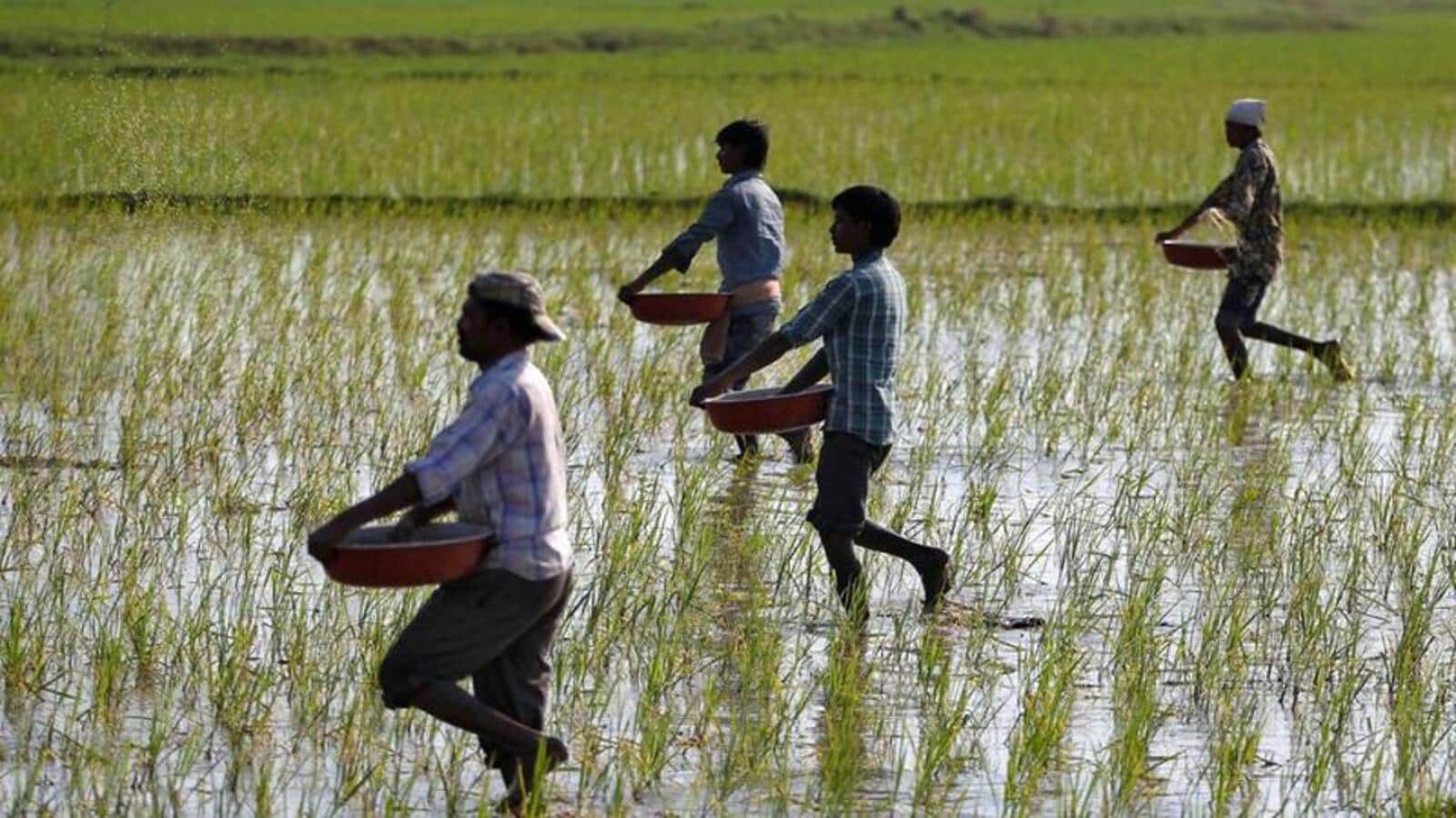 PSPCL promises 8-hour supply to paddy farmers