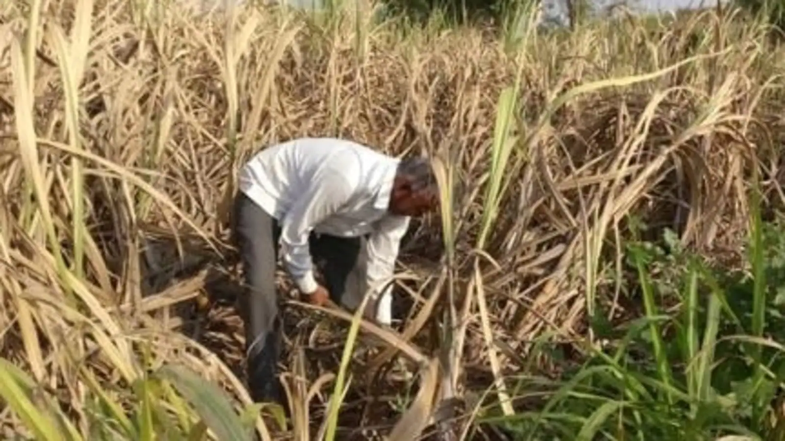 Sugarcane farmers of Kushinagar place 2 demands ahead of Phase 6 polling