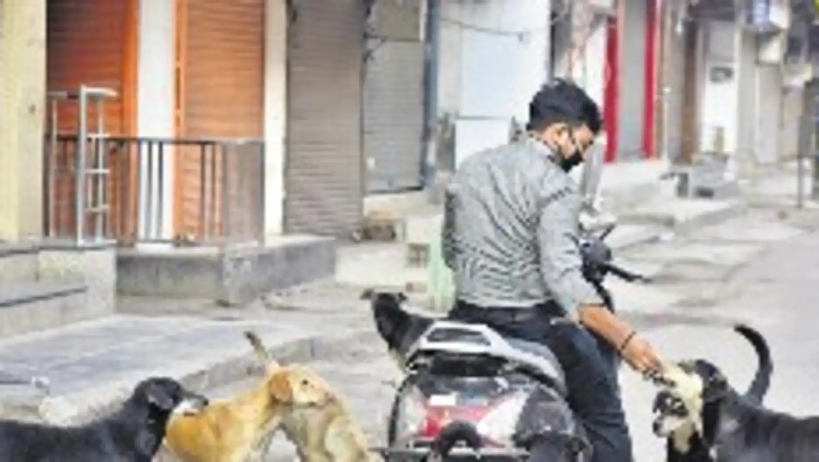 Top court stays order on feeding community dogs