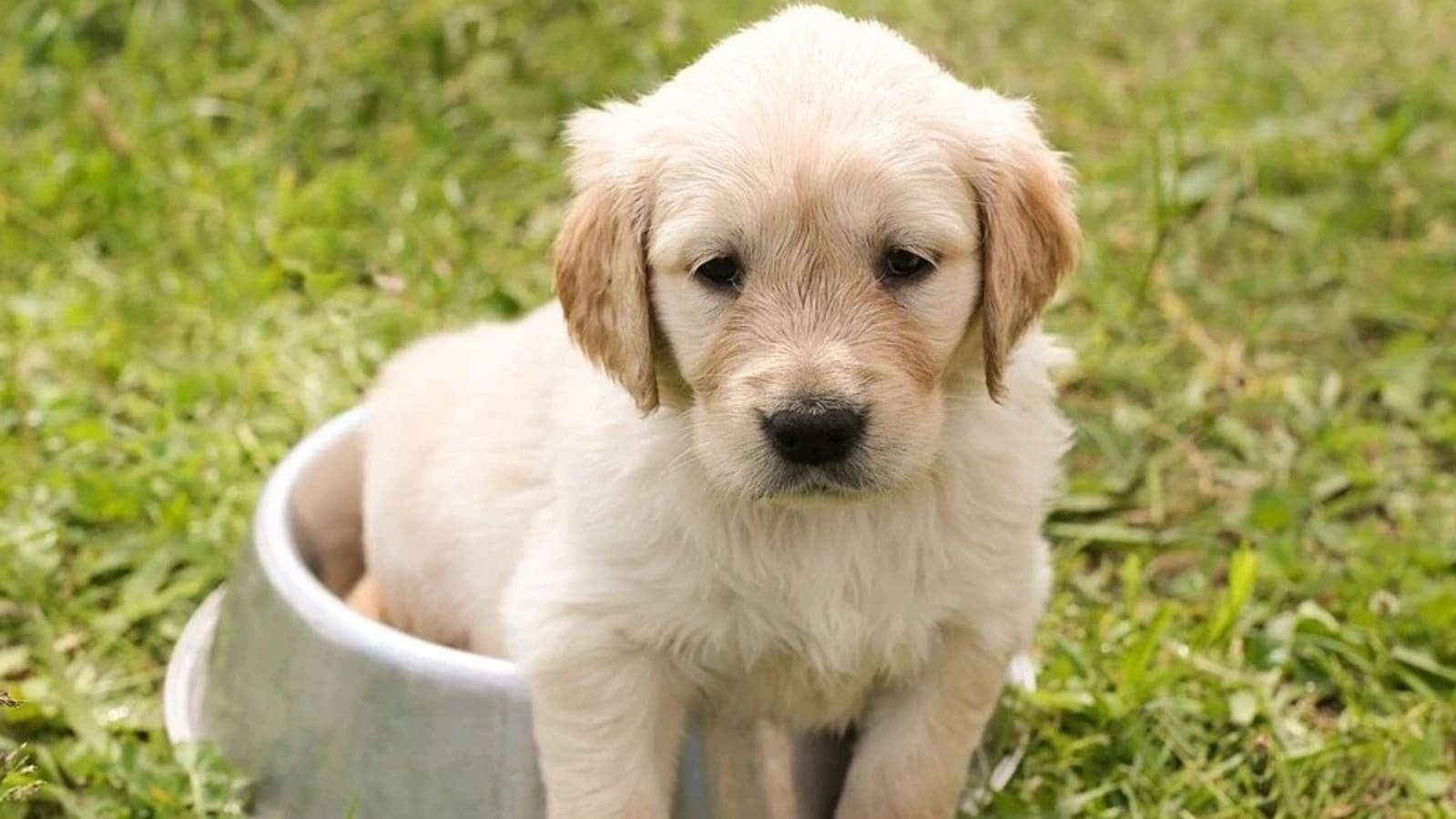 Pet care: How to protect your dog from parvovirus; symptoms to watch out for