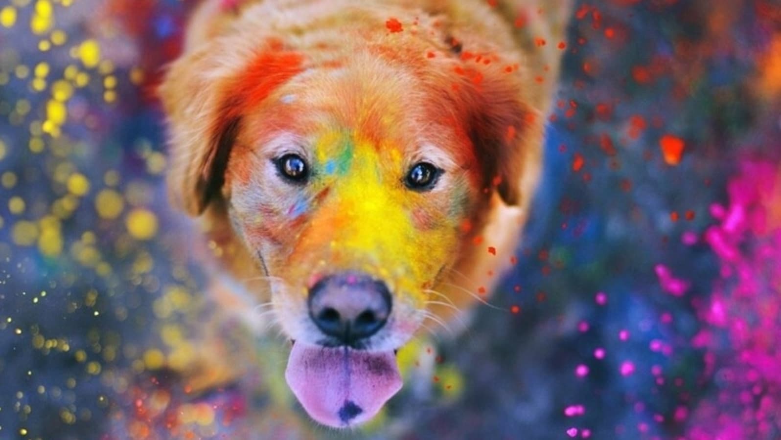 Holi 2022: How to keep your pets safe during celebrations