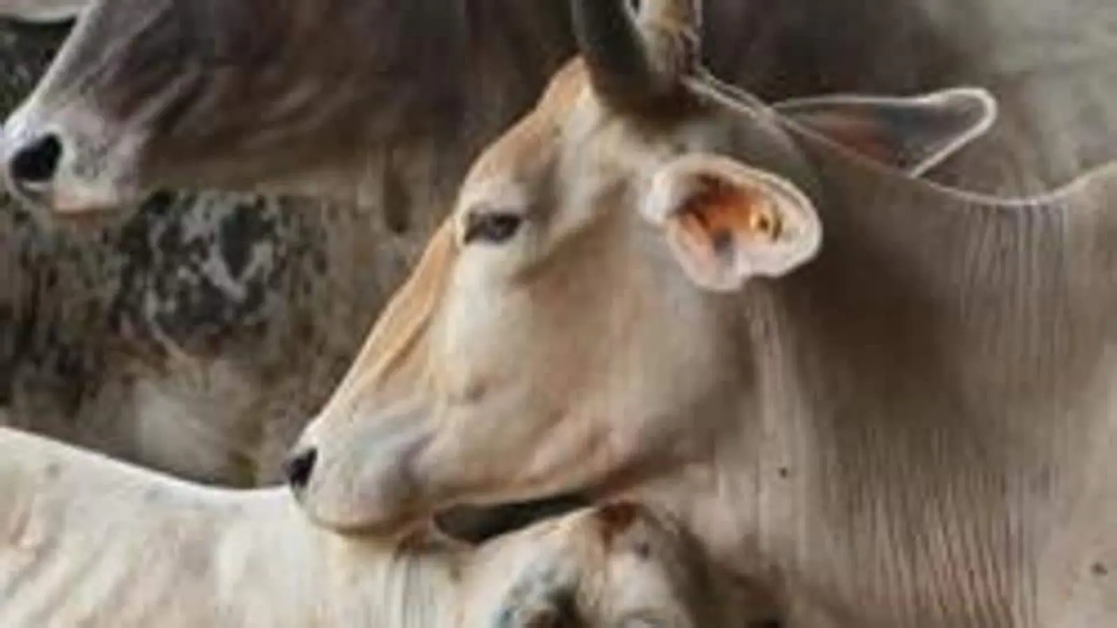 5 held for cow smuggling, attempting to kill vigilantes