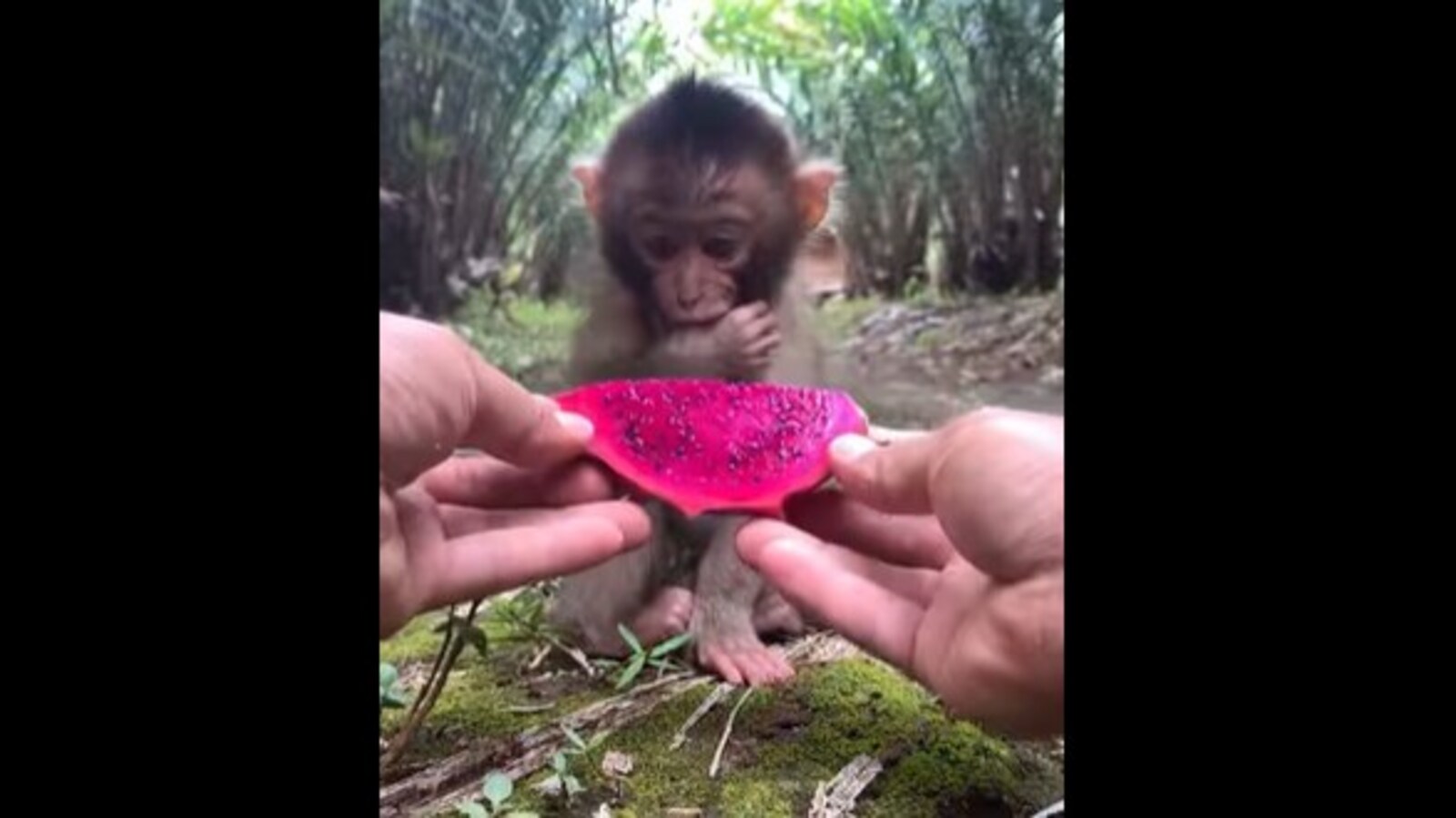 Baby monkey eating some dragon fruit given by human will make your day. Watch