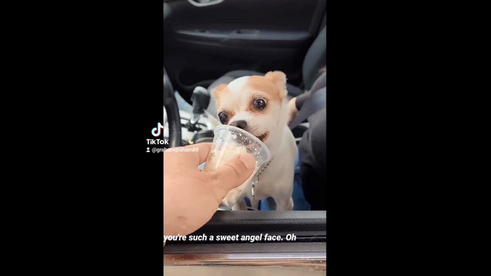 Barista records himself giving out Puppuccinos to dogs. Watch wholesome video