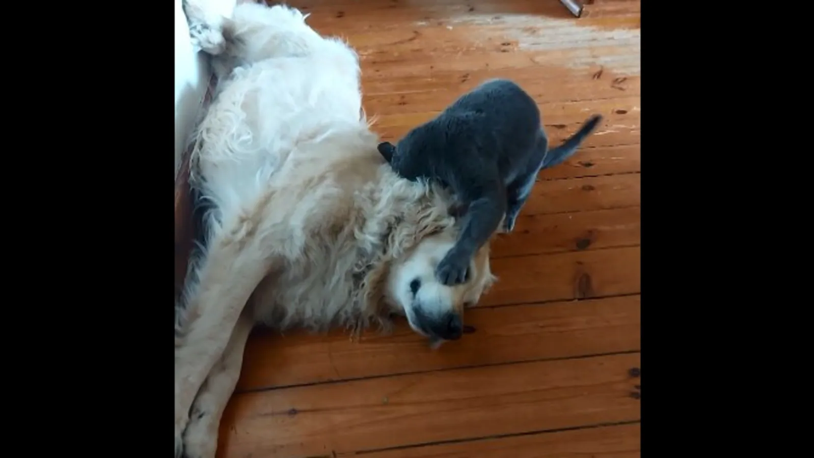 Cat grows up thinking it is a dog. Watch how it interacts with another pooch