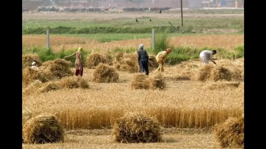 Despite ban on sale, transportation, no check on soaring prices of dry fodder in Haryana
