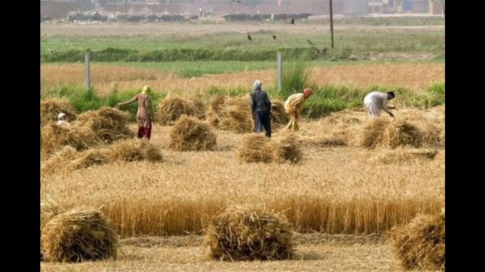 Despite ban on sale, transportation, no check on soaring prices of dry fodder in Haryana