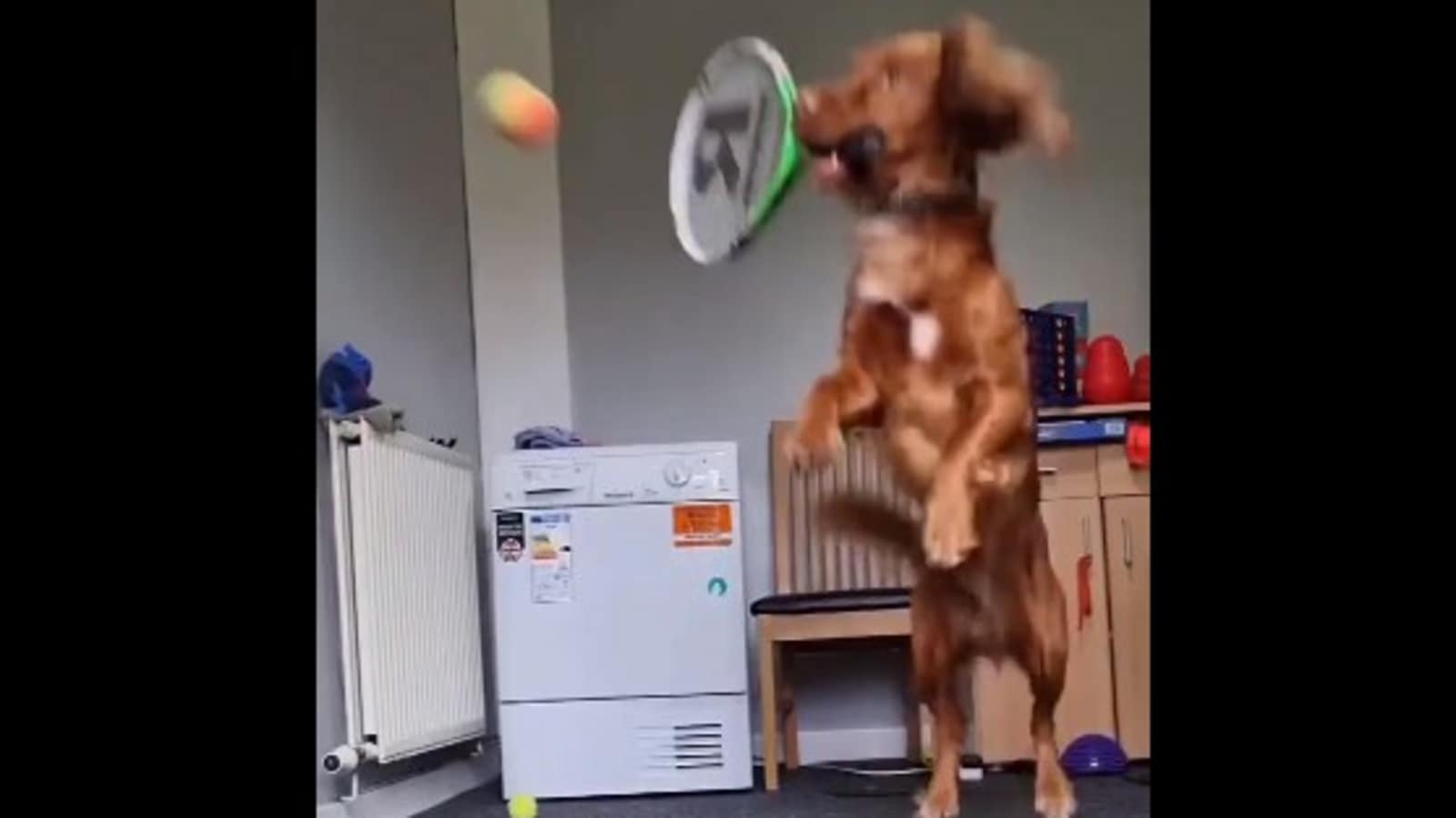 Dog holds racquet in mouth and plays tennis. Watch