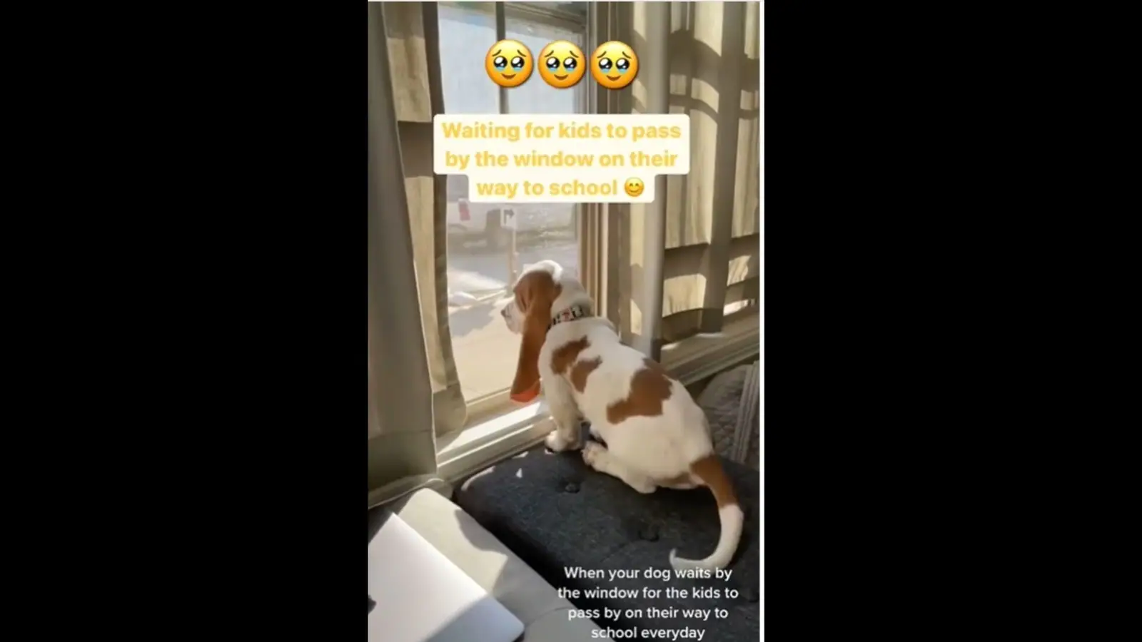 Dog waits by window to meet kids going to school every day. Watch cute video