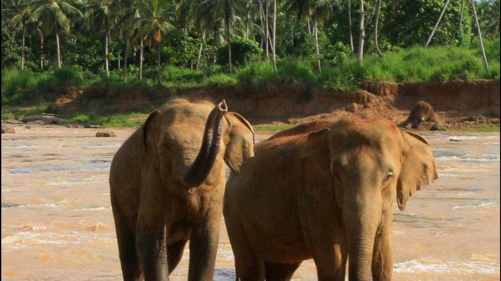 House panel adopts report on wildlife bill