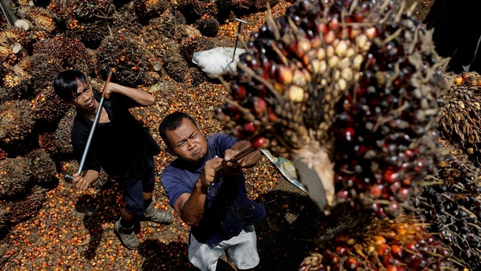 How Indonesia’s policy stumbles over palm oil have unfolded
