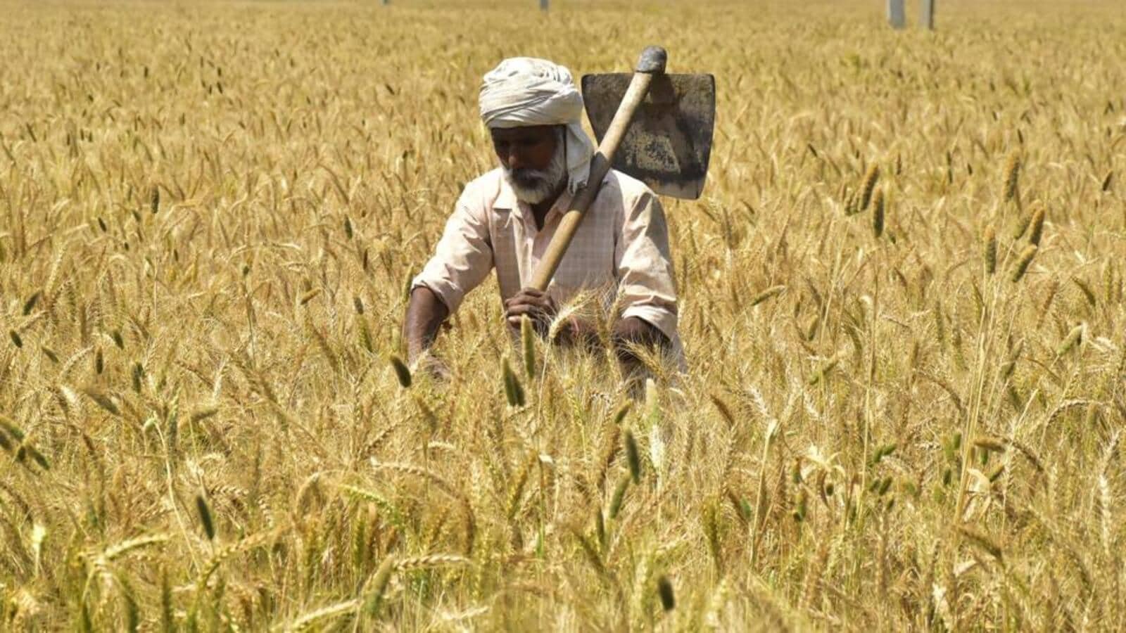 In Punjab, wheat arrivals see big surge; Sangrur shows the way