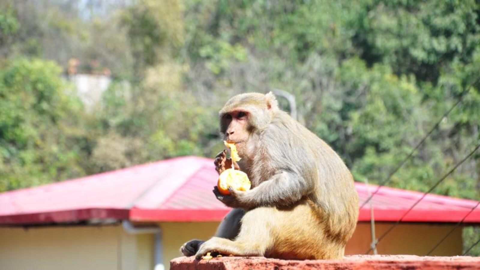 Population of monkeys declines by 25%, langurs by 31% in U’khand: Report