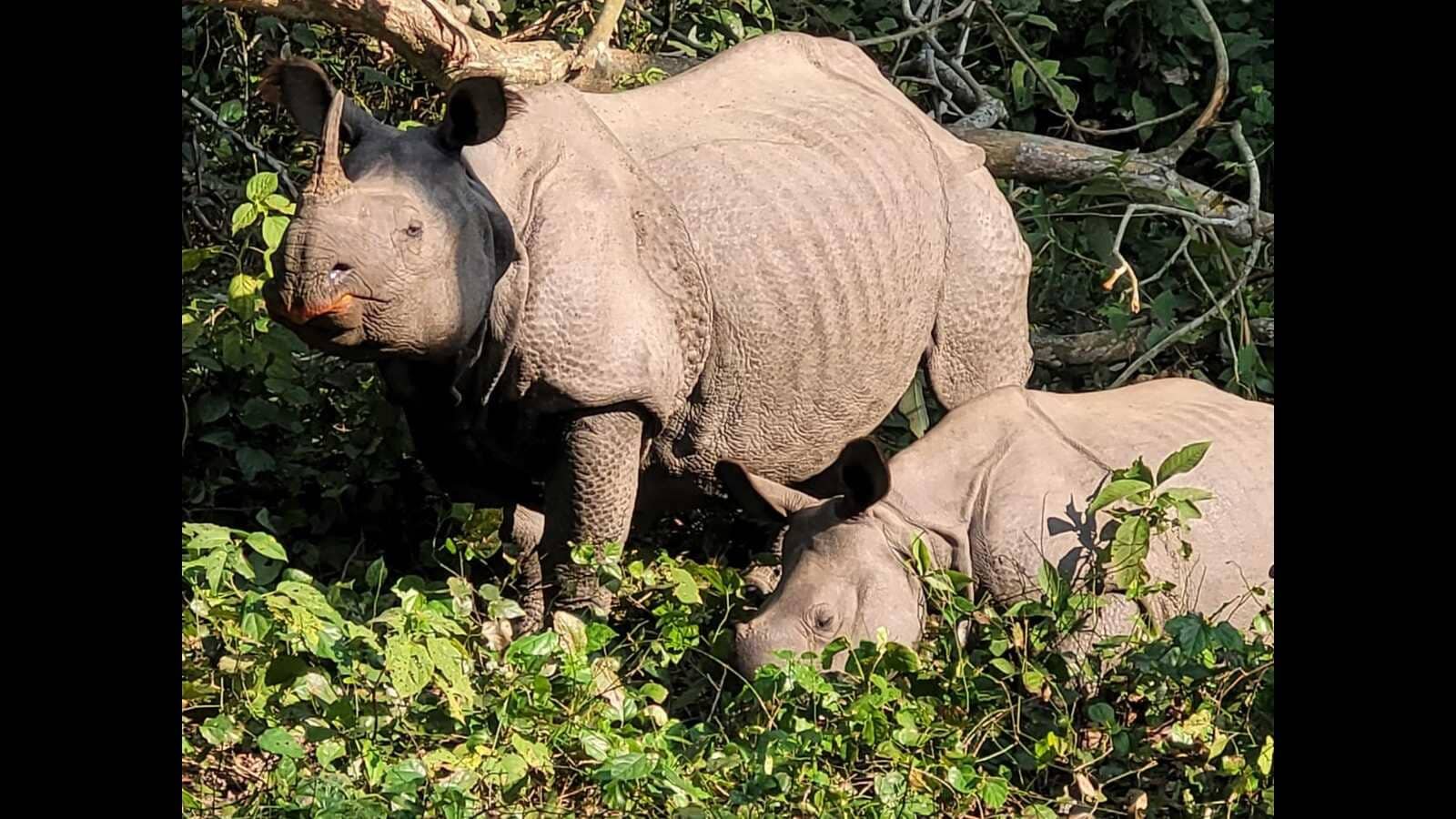 Rhino census in Dudhwa to start soon
