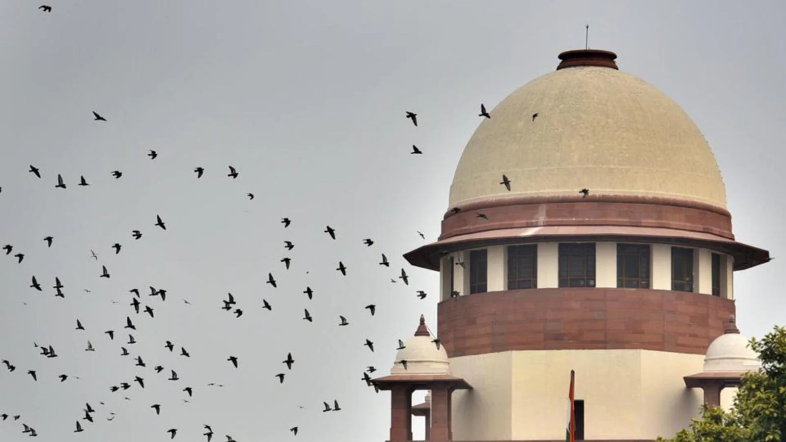 SC seeks status on measures to protect GIB, says ‘conscious of need for development’