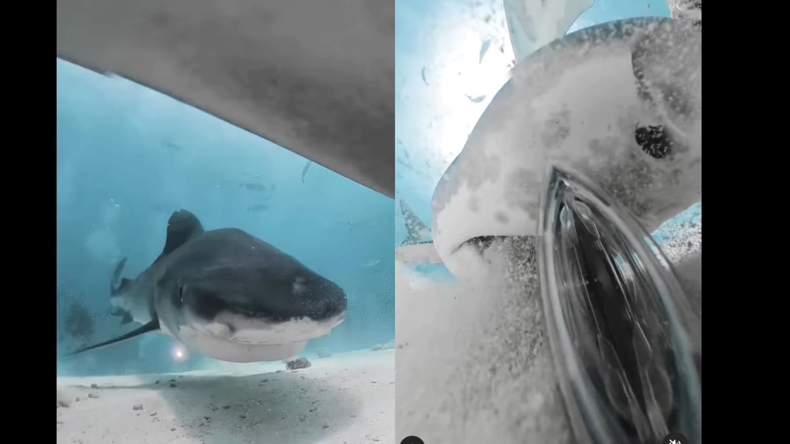 Tiger shark swallows camera. Footage will make your jaw drop