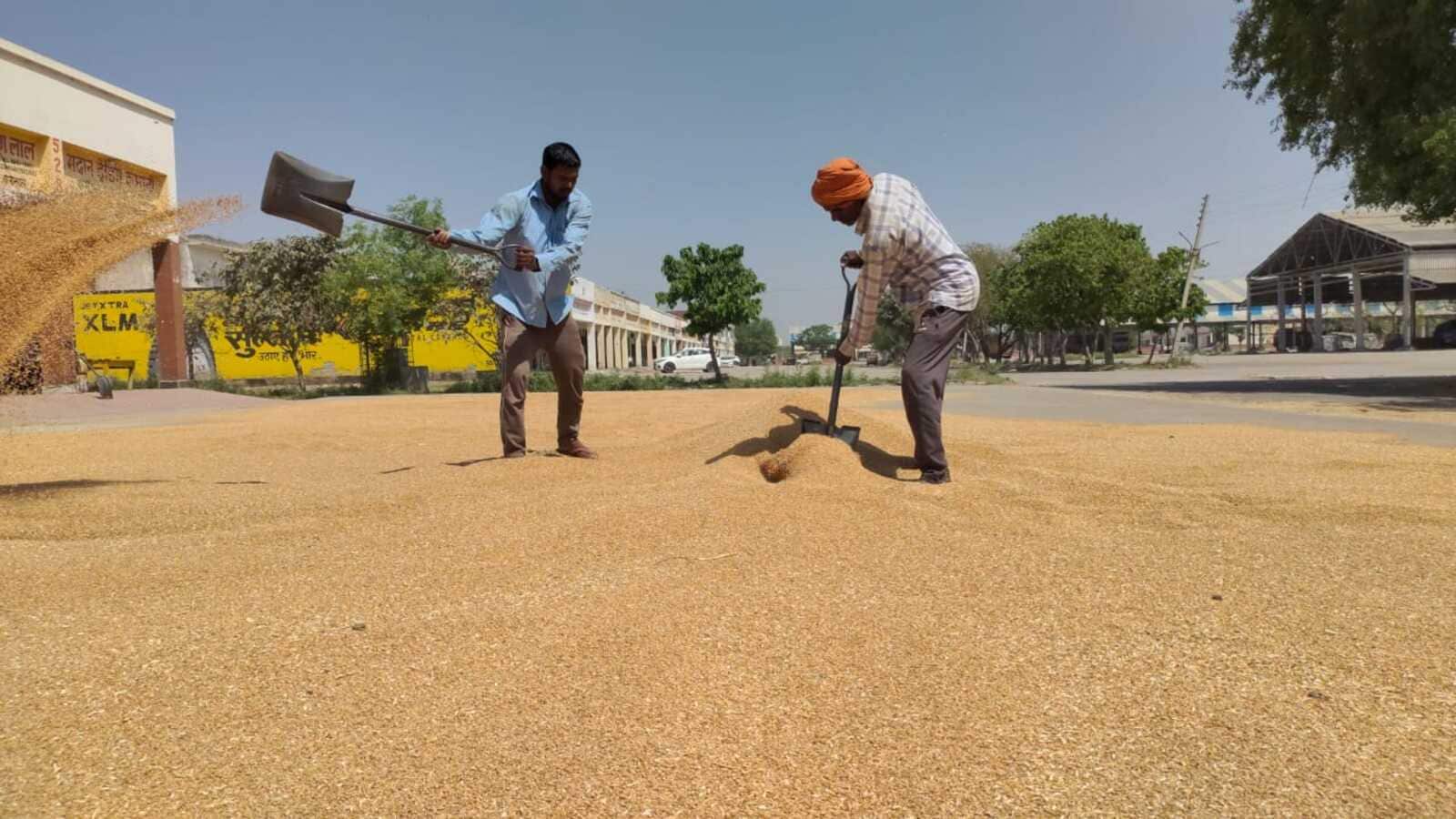 Wheat procurement picks up pace in south Malwa