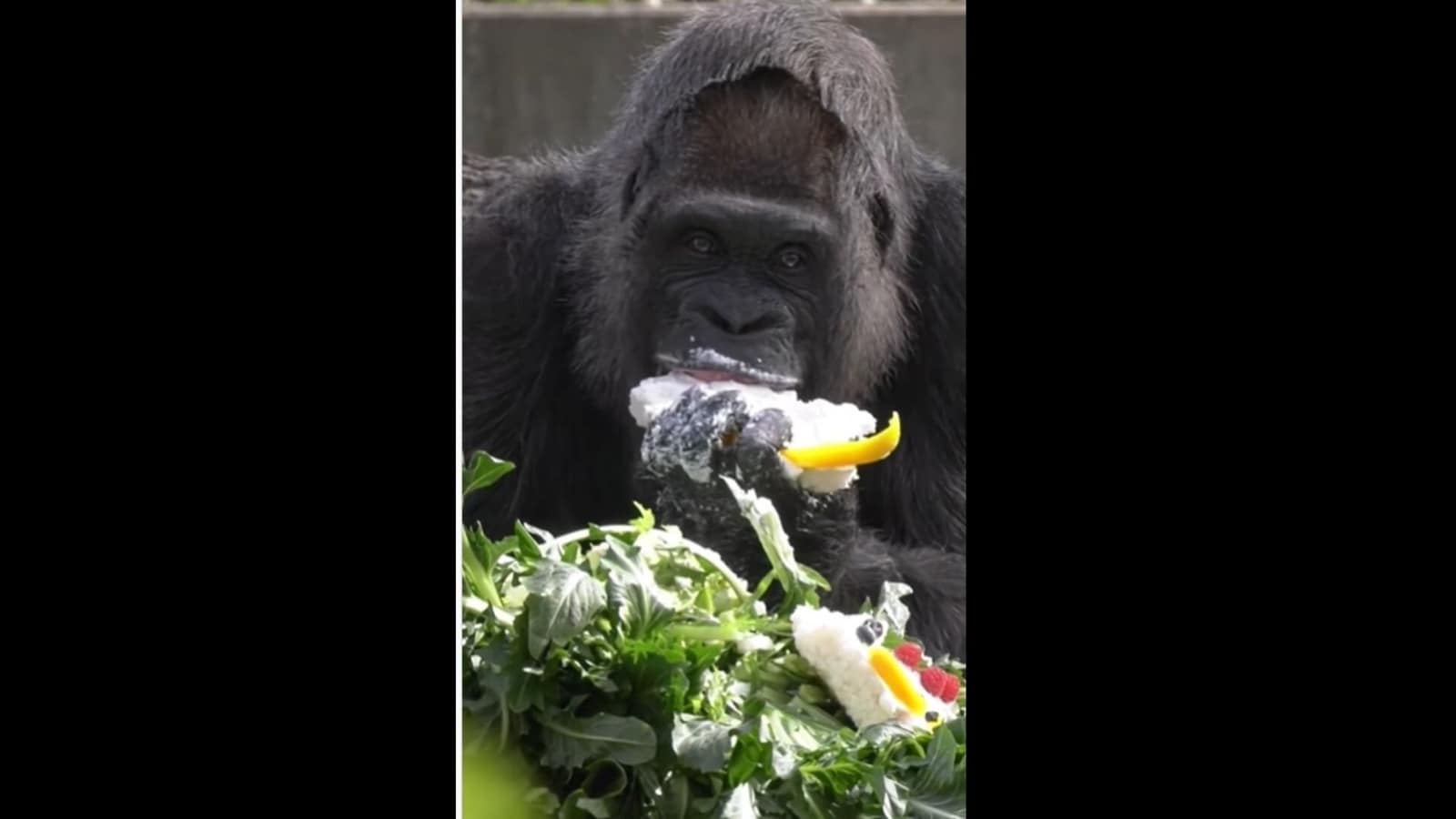 World’s oldest living gorilla celebrates her 65th birthday at the Berlin Zoo