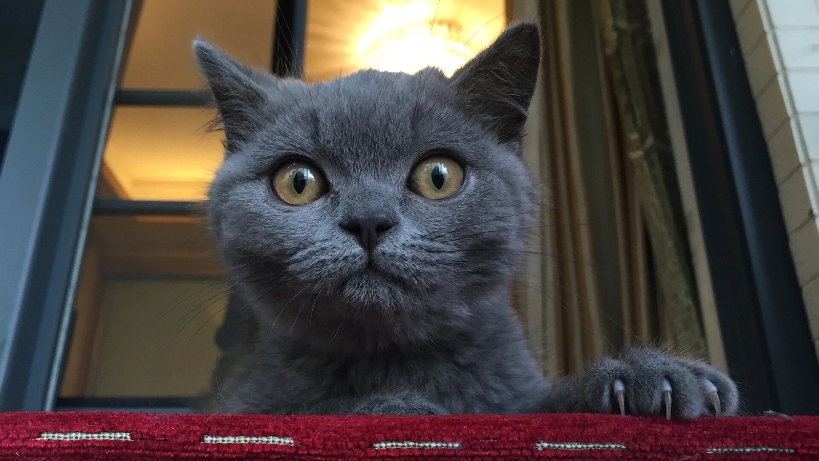 Don’t want to fall prey to any pet scam? Here’s how to identify fraud, be aware