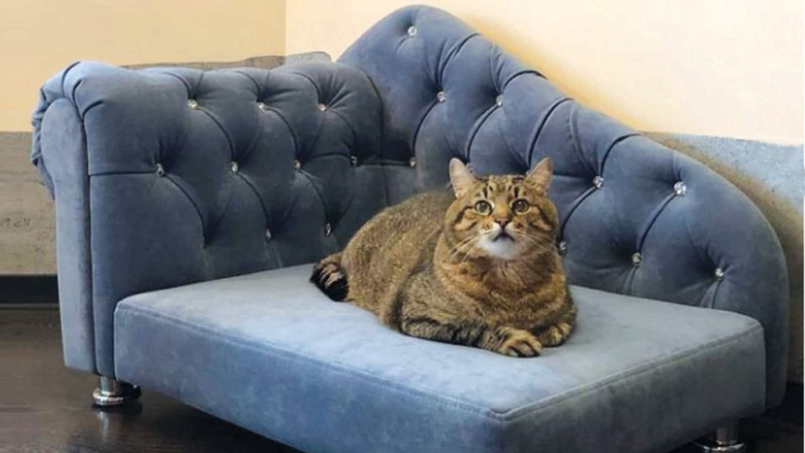 Social Media Star of The Week: Stepan the ‘chill’ cat