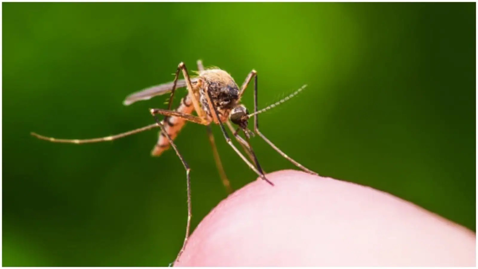 World Malaria Day 2022: Yoga asanas to boost immunity and improve breathing