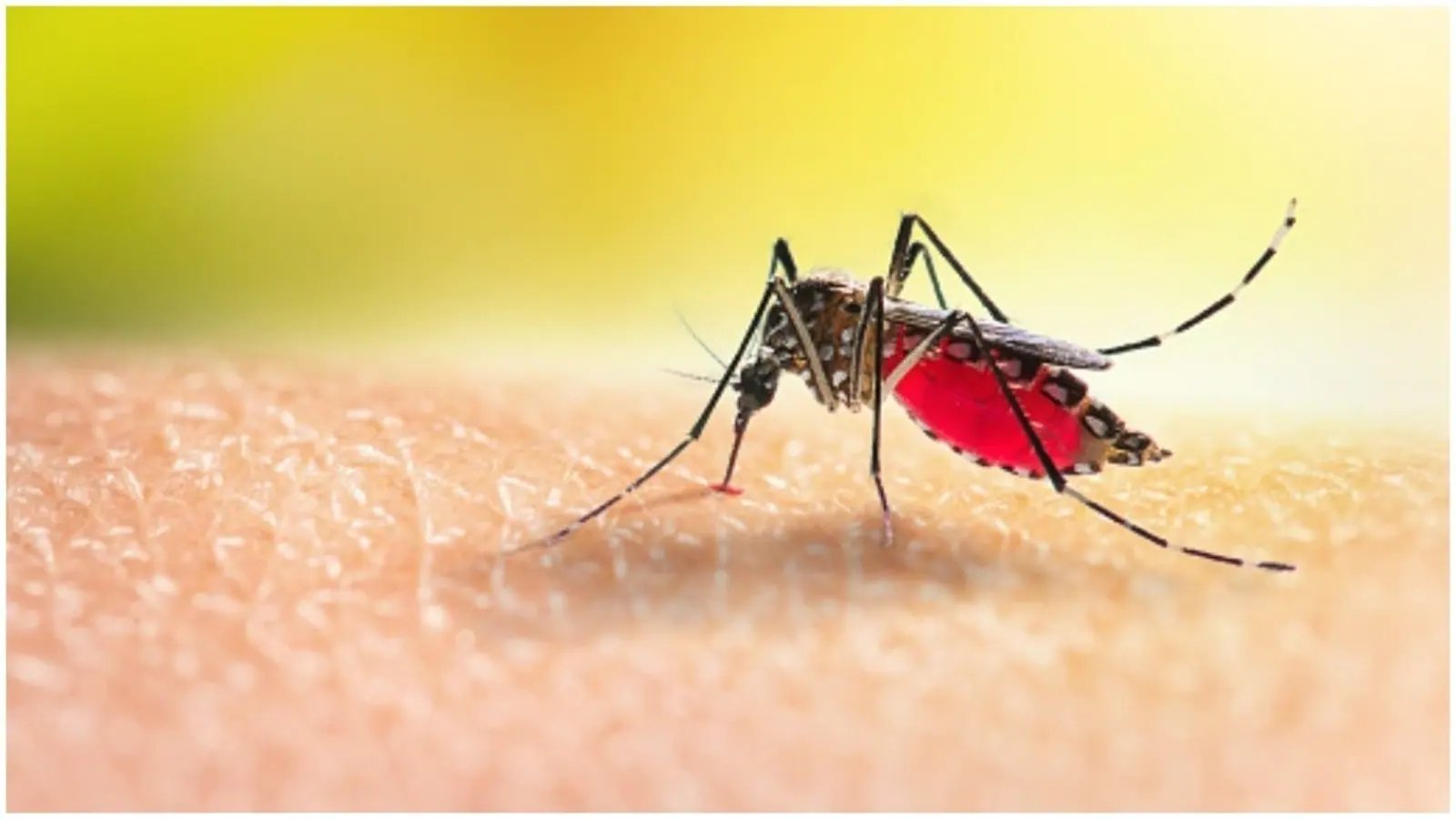 World Malaria Day 2022: Yoga asanas to relieve symptoms of fever