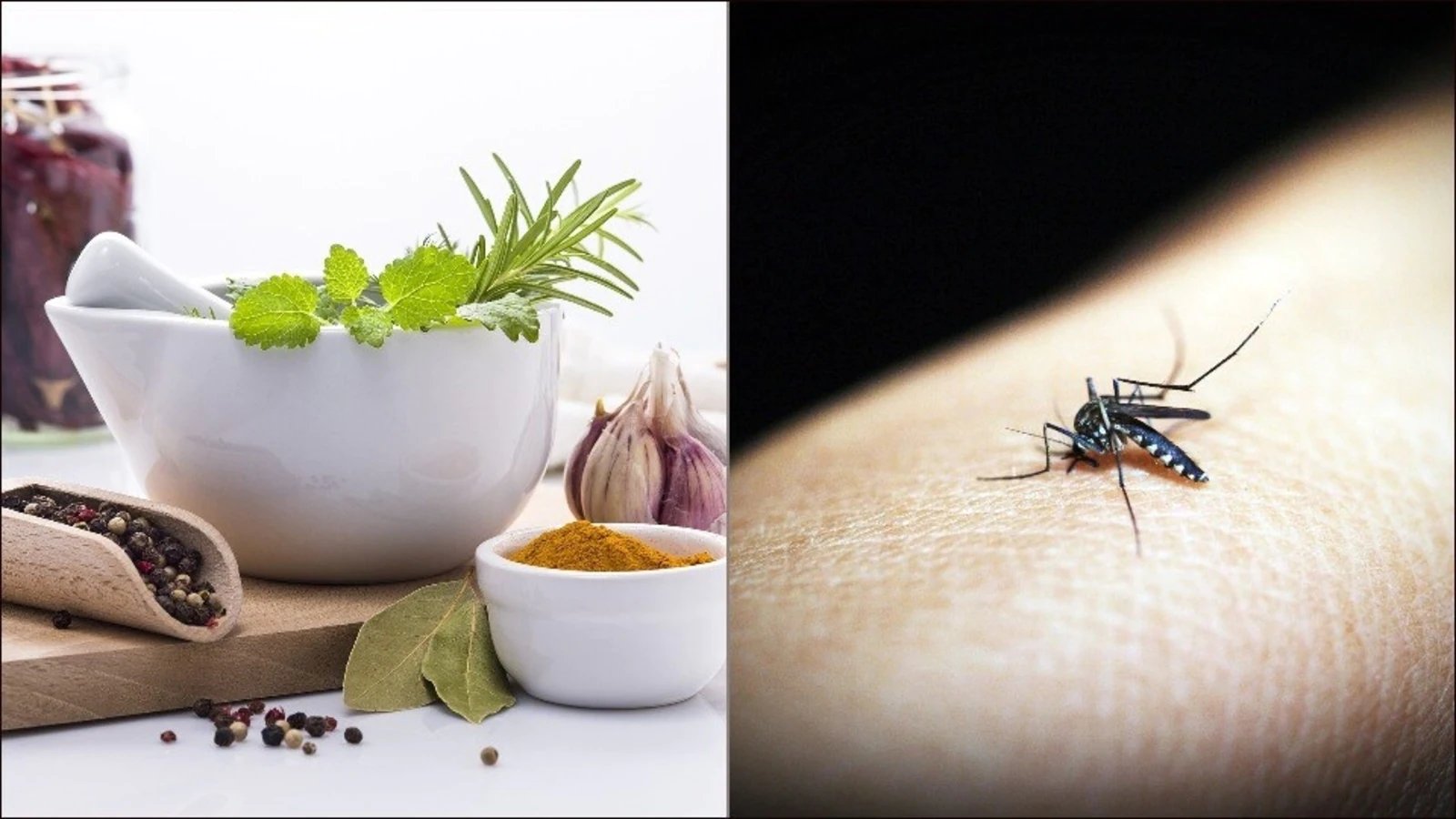 World Malaria Day 2022: Health expert shares 3 kitchen remedies to fight malaria