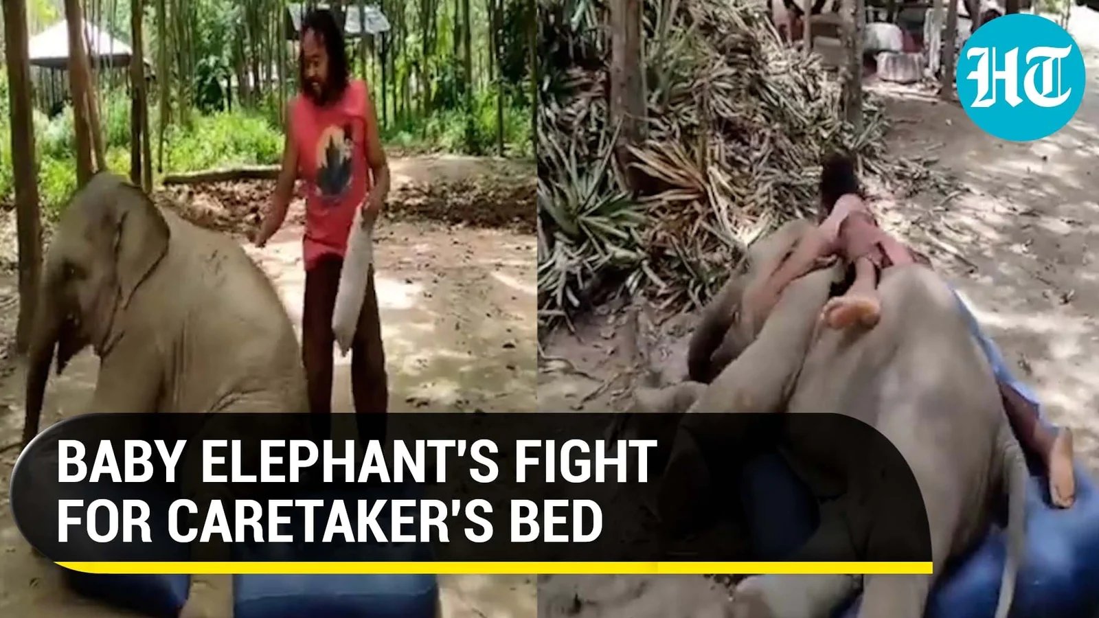 Baby elephant fights for mattress with caretaker | Watch what happens at the end