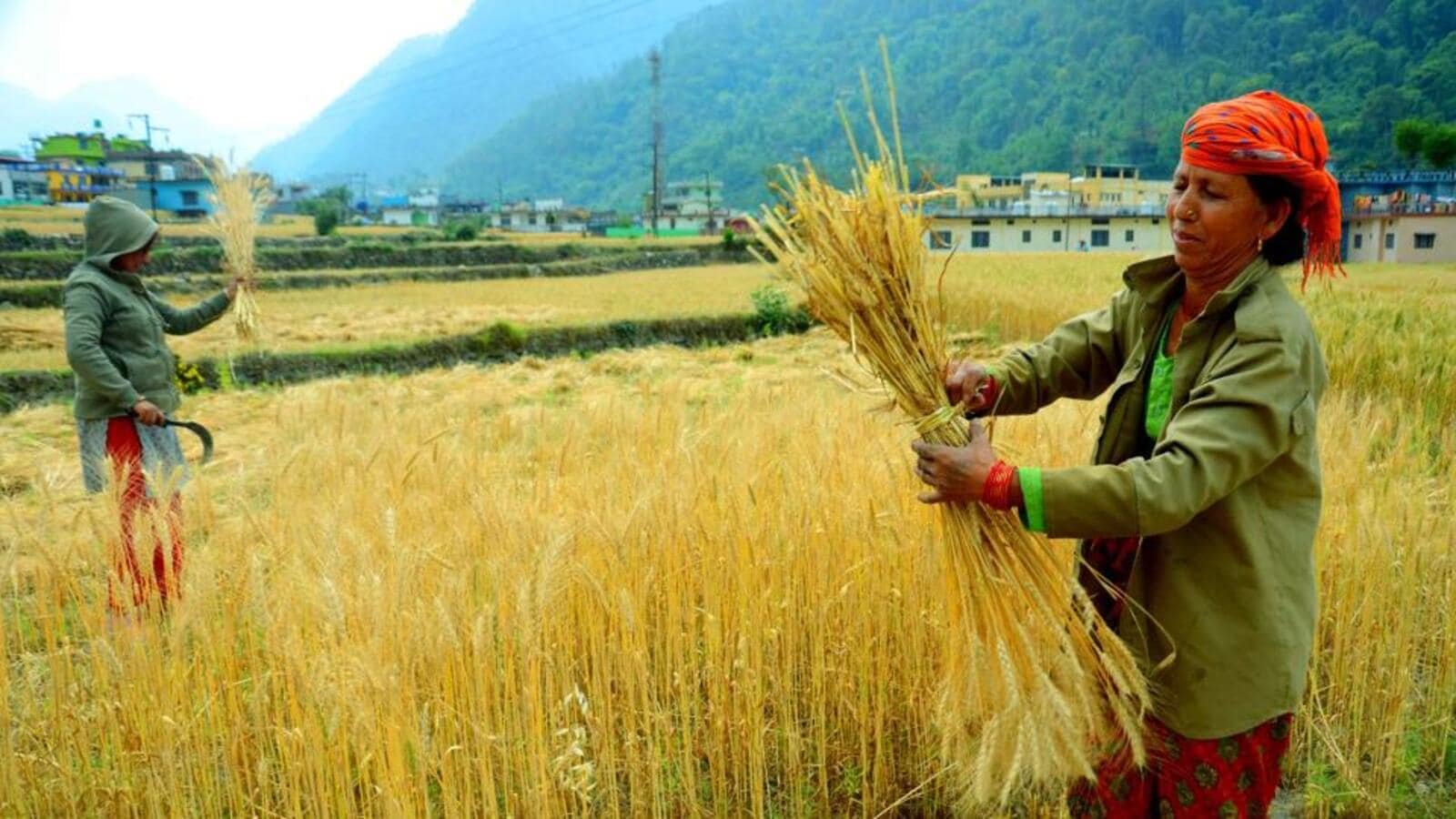 Centre to send reps to 9 countries to discuss wheat exports