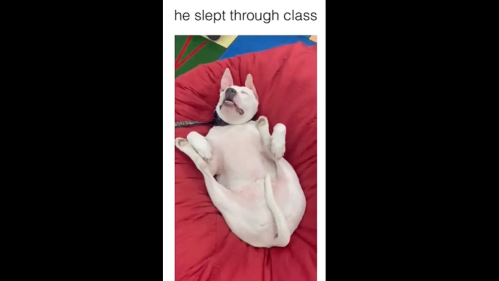 Dog sleeps soundly while music class is going on as it is deaf. Watch cute video