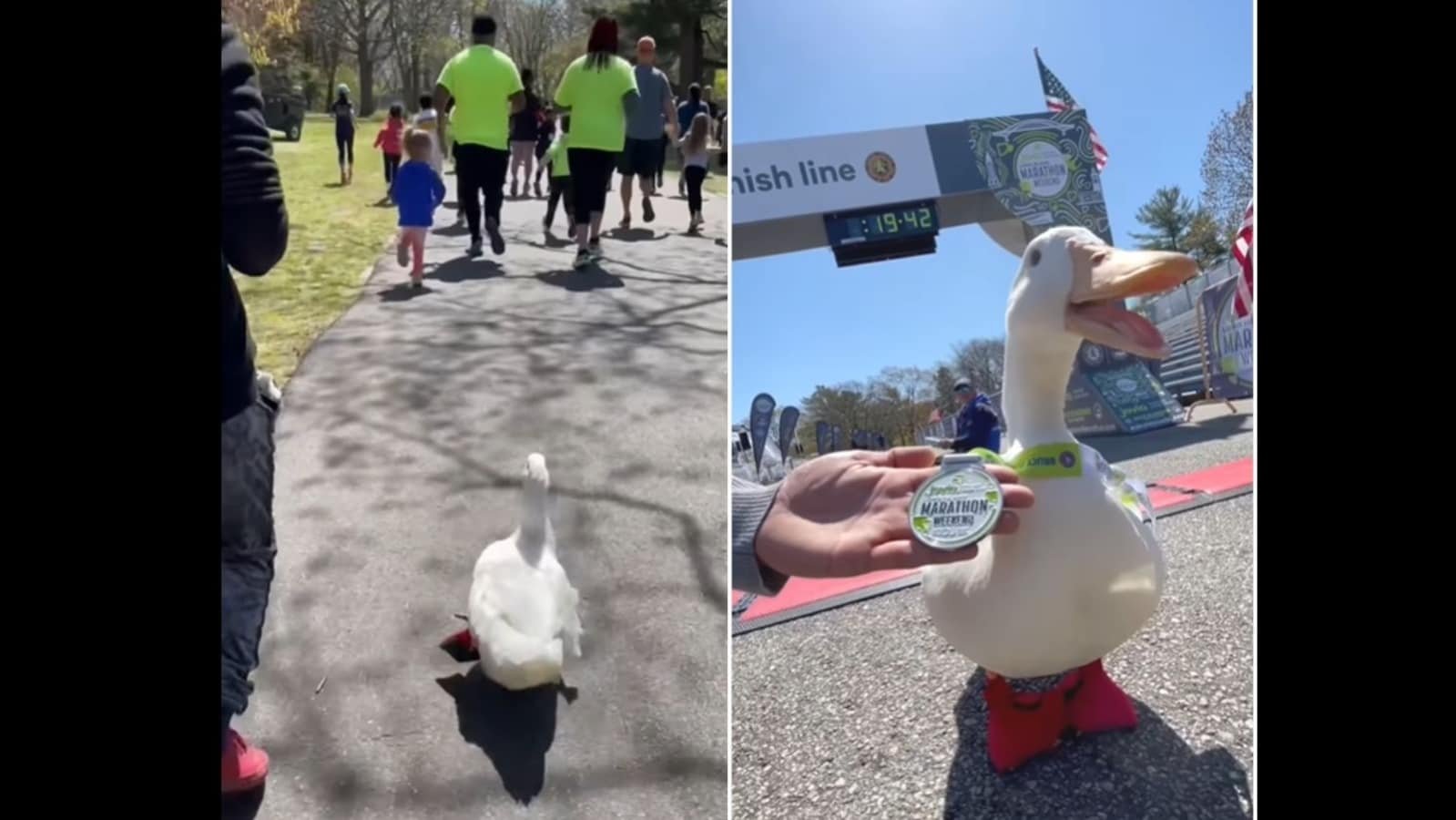 Duck runs a marathon in New York. Watch how it finished the race