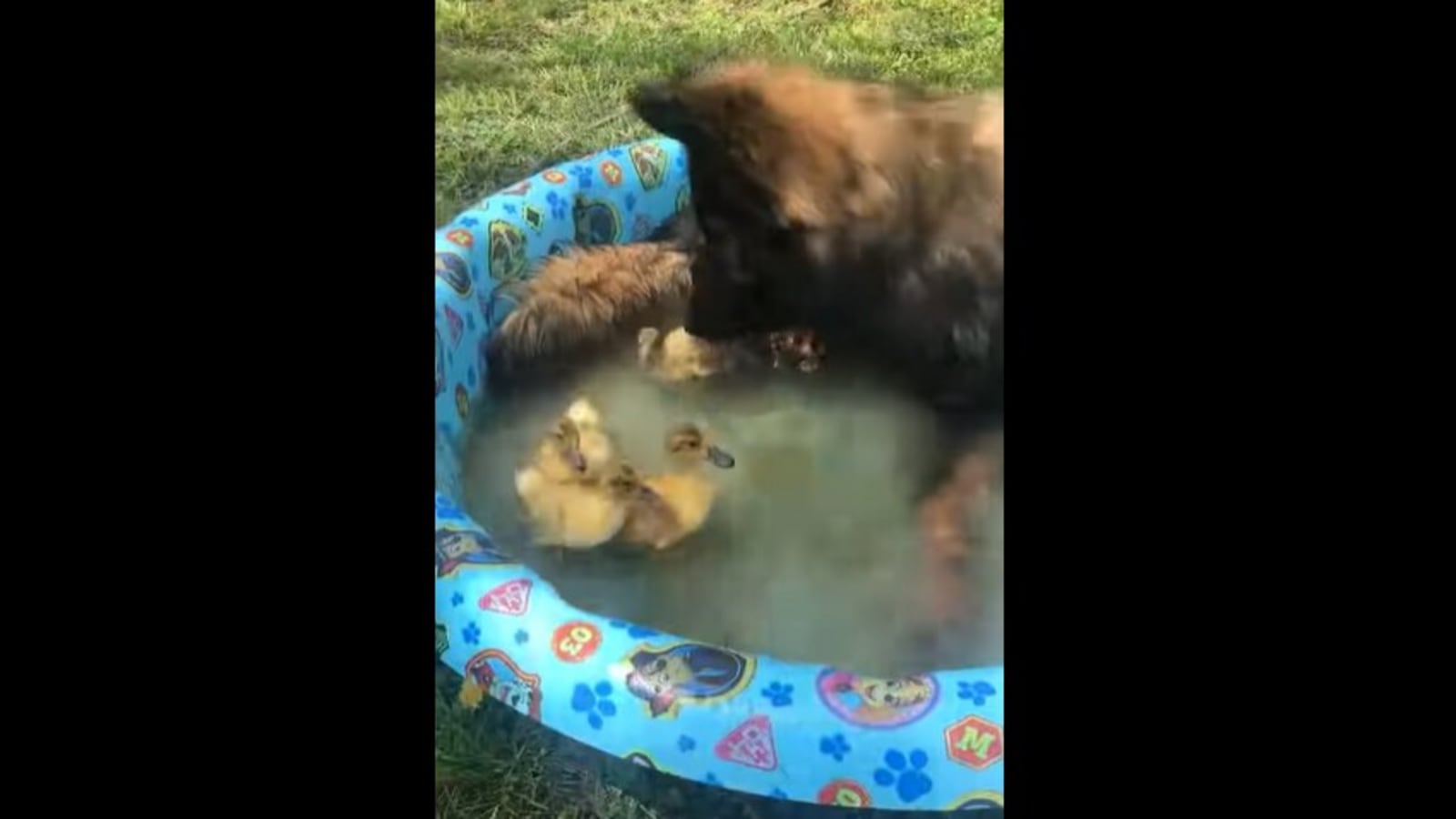 German Shepherd doggo’s playtime with cute baby ducklings is a must-watch