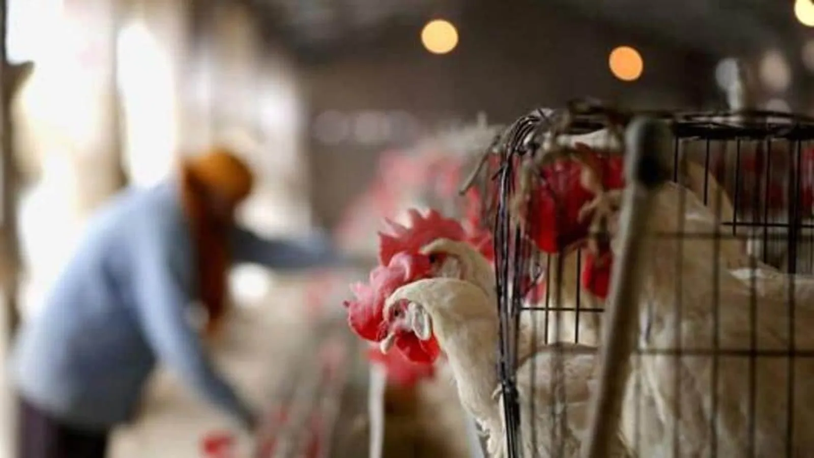 Malaysia to halt export of 3.6 million chickens from June amid Shortage