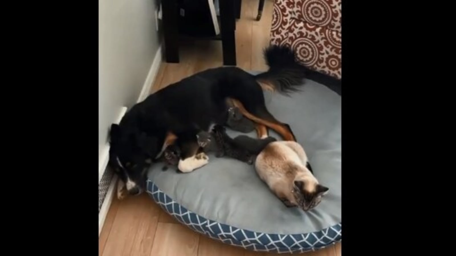 Mama cat makes dog babysit her kittens, pooch’s expression is too cute. Watch