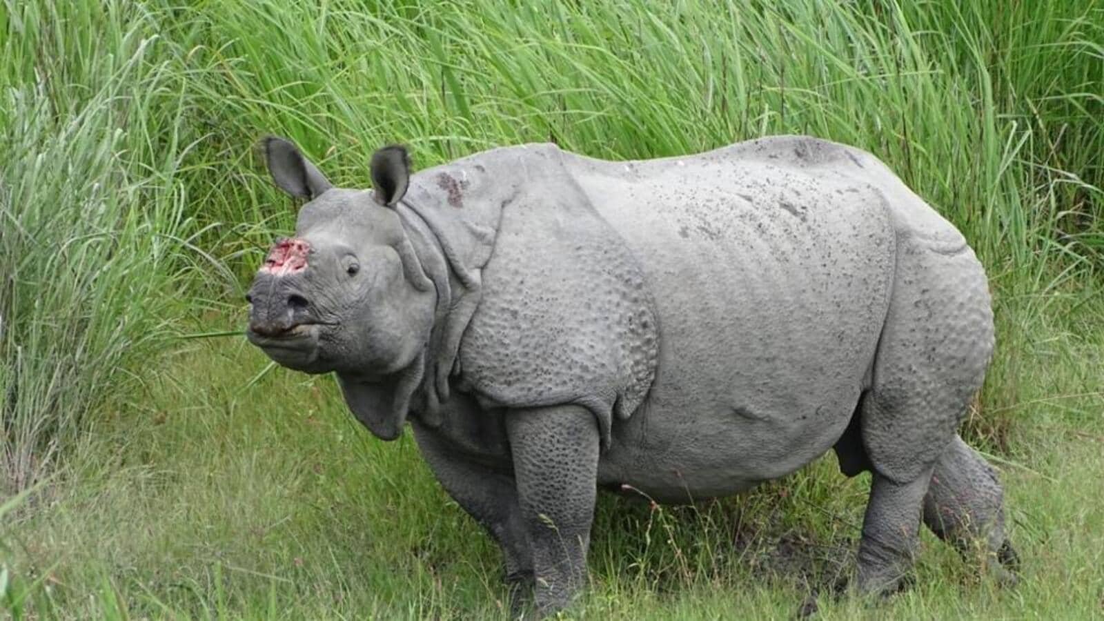 Poachers tranquillise rhino to remove horn in Assam