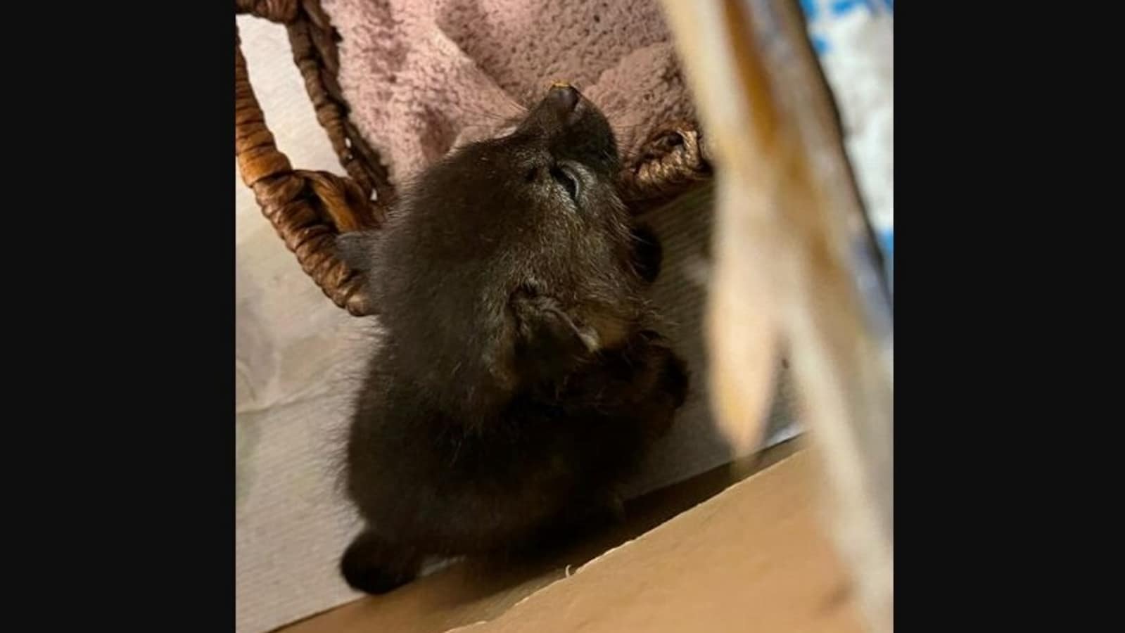 Woman rescues a cute ‘kitten,’ it turns out to be a baby fox. Watch
