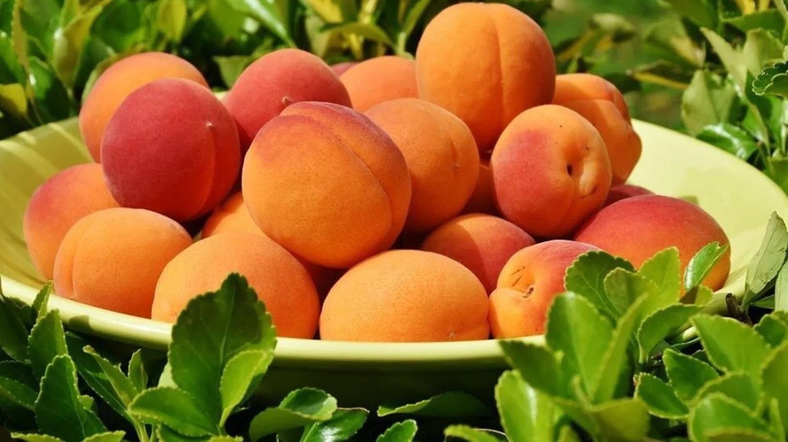 Wonderful benefits of peach: Prevent seasonal allergies, constipation with Aadu