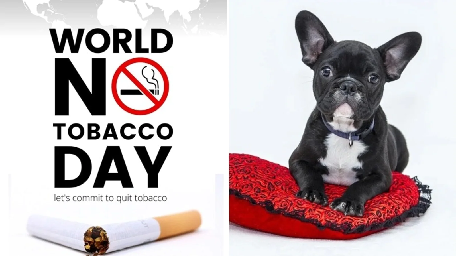 World No Tobacco Day: How smoking can play havoc with your pet’s health